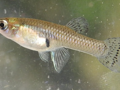 Mosquitofish