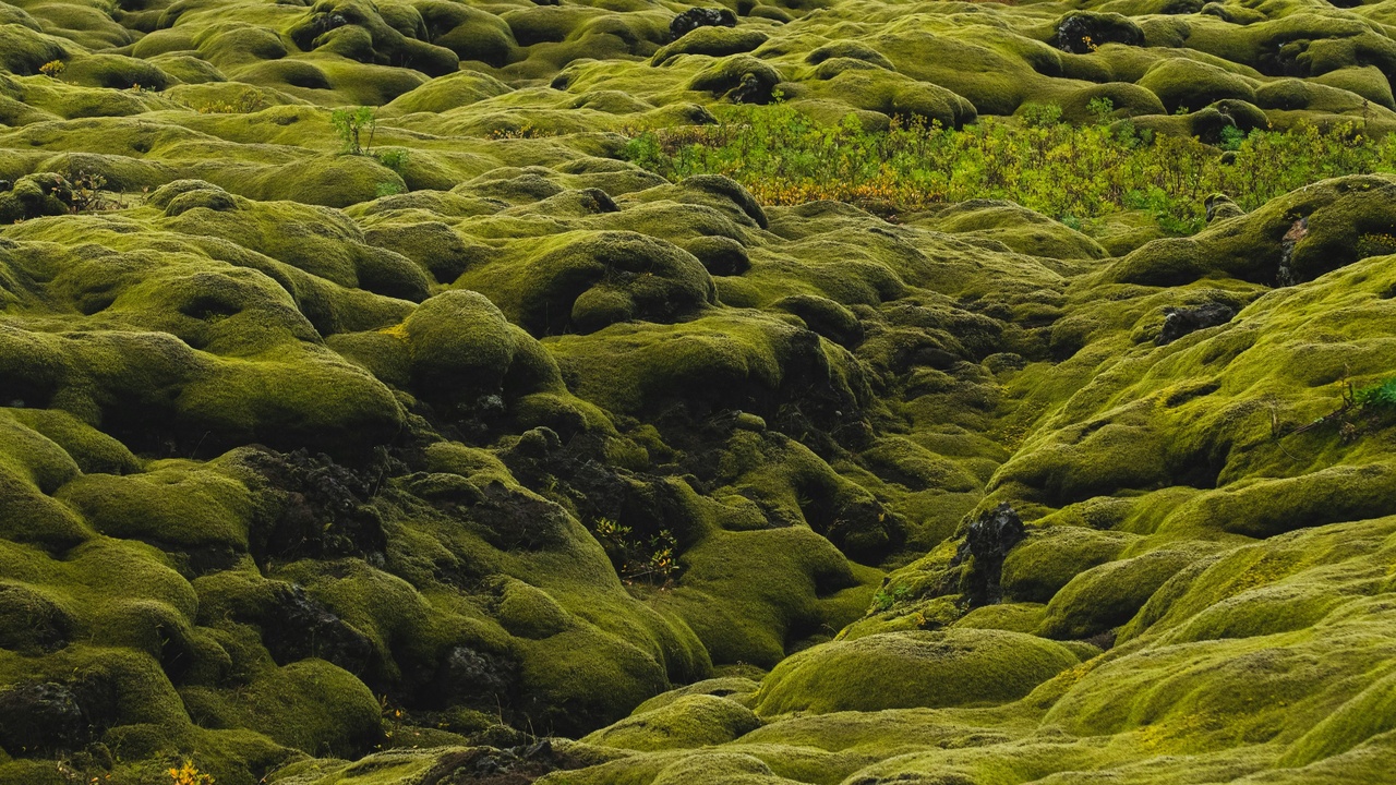 Expansive Sphagnum peat bog in Iceland with low-growing mosses and distant lava fields.