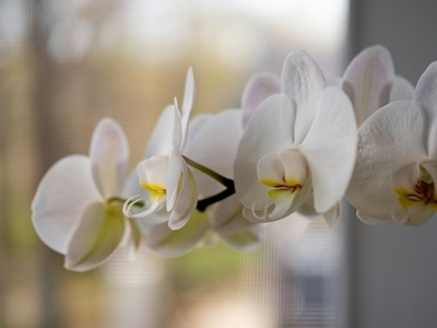 Moth Orchid