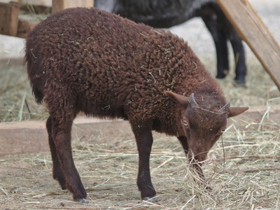Mouflon (muflon)