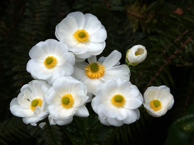 Mount Cook buttercup
