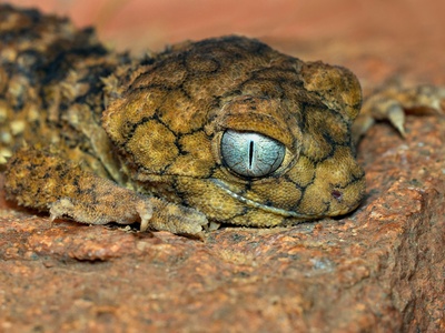Mount Nimba Viviparous Toad