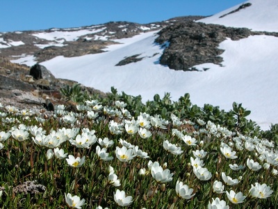 Mountain avens
