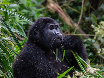 Mountain gorilla