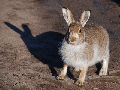 Mountain Hare