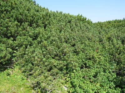 Mountain pine