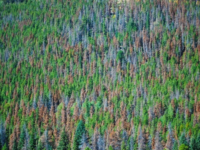 Mountain pine beetle