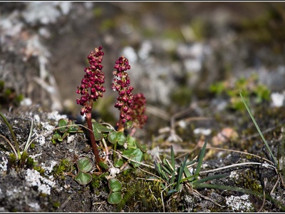 Mountain sorrel