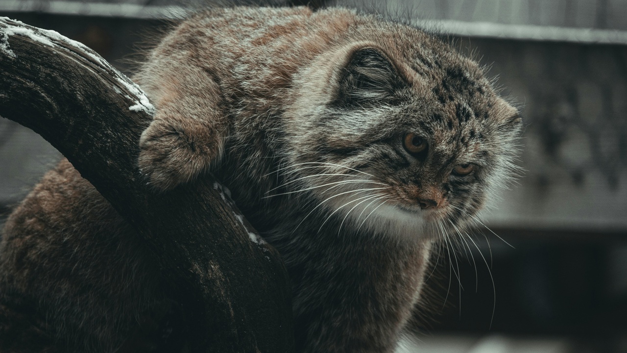 Kopet Dag foothills with riparian trees and rocky slopes supporting wildlife