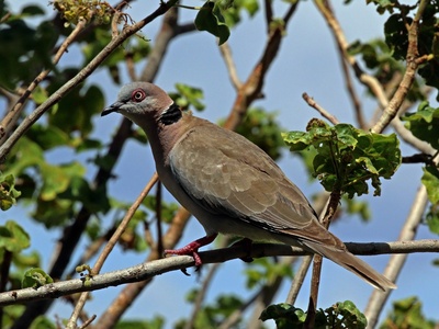 Mourning Dove
