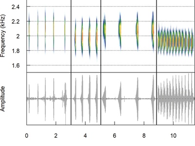 Mozambique Rain Frog