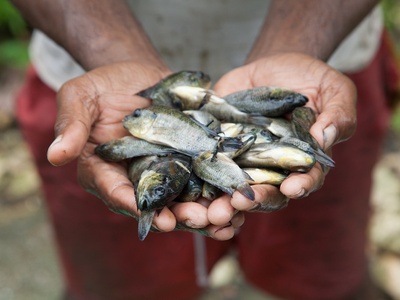 Mozambique tilapia
