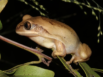 Mozambique Tree Frog