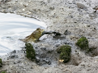 Mudskipper