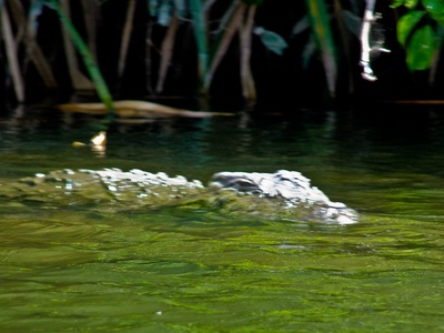 Mugger crocodile
