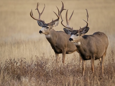 Mule Deer