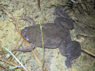 Müller's Clawed Frog