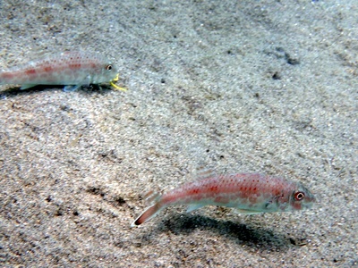 Mullet goatfish