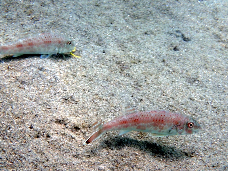 Isral Fish The Complete List of Fish of Israel - Flora Fauna Fun