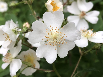 Multiflora rose