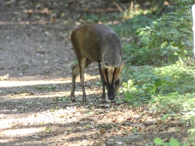 Muntjac deer