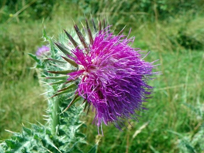 Musk thistle