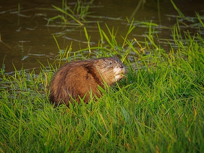 Muskrat