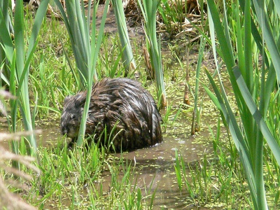 Muskrat