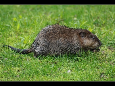 Muskrat (introduced)