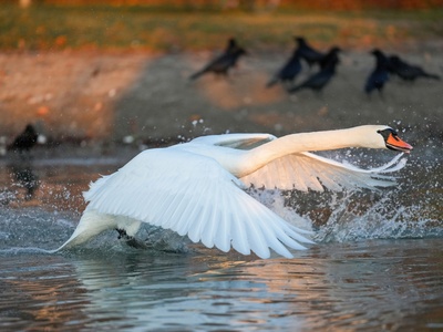Mute swan