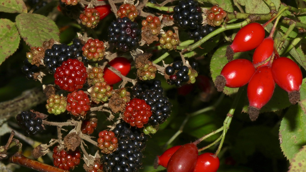 Bird eating fruit; squirrel caching seeds