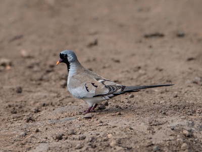 Namaqua Dove