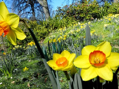 Narcissus (daffodil)