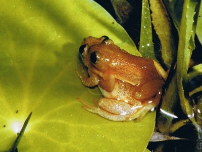 Natal Banana Frog
