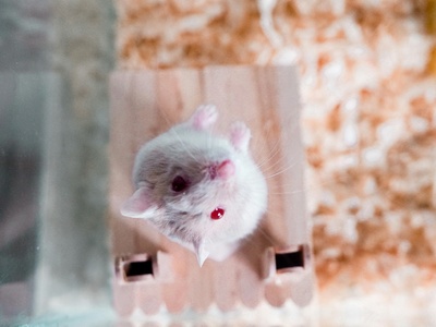 Natal Multimammate Mouse