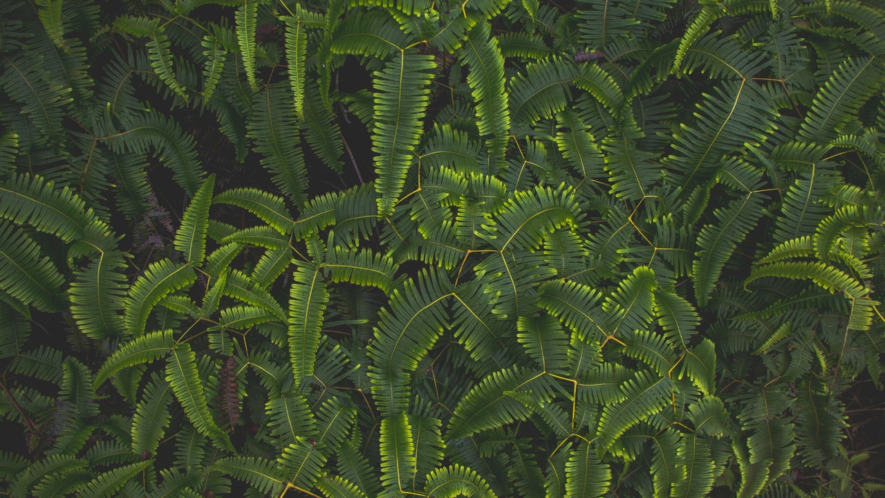Coastal and upland wildflowers of Wales, showing bluebells and heather on slopes.