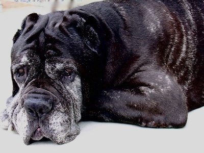 Neapolitan Mastiff