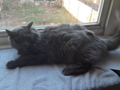 Nebelung