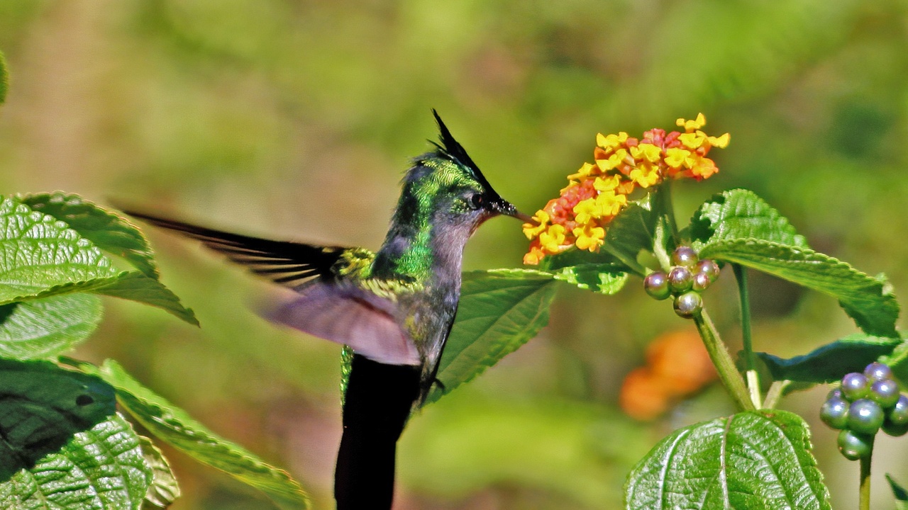 Close-up of a hummingbird feeding on a flower, showing nectar feeding behavior
