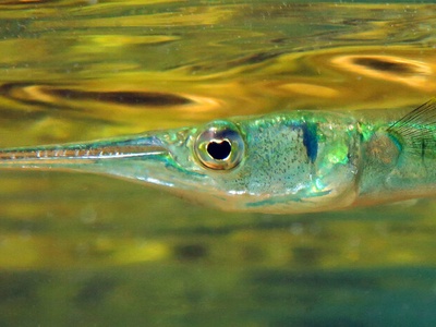 Needlefish