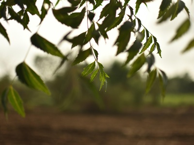 Neem