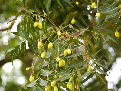 Neem