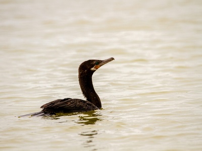 Neotropic Cormorant