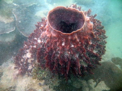 Neptune's Cup Sponge