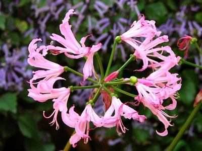 Nerine