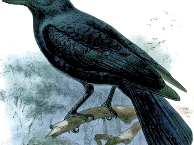 New Caledonian crow