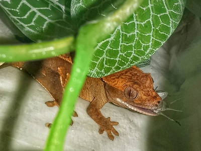 New Caledonian giant gecko