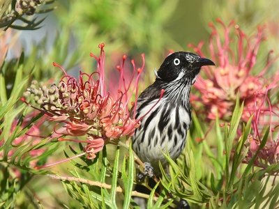 New Holland Honeyeater