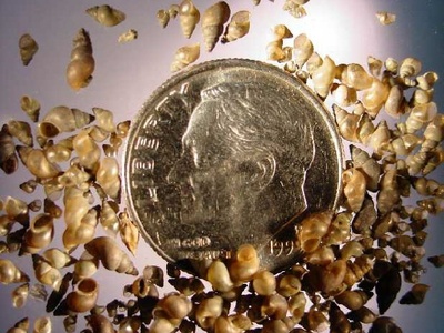 New Zealand mud snail