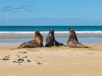 New Zealand sea lion
